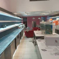 نقاشی ساختمان|خدمات پیشه و مهارت|کیش, |دیوار