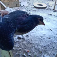 6تا حیون نر|پرنده|طاغنکوه, |دیوار