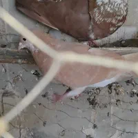 خوشرنگ دمبی سرخ و زرد|پرنده|لنجان, |دیوار