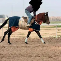 فروش اسب کورسی