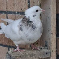 طوقی نر|پرنده|نجف‌آباد, امیرآباد|دیوار