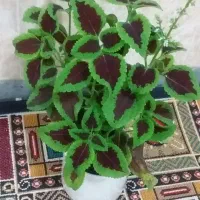 وسایل خونه|گل و گیاه طبیعی|ایوان, |دیوار