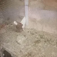 کبوترجفتگاه و پرشی