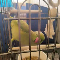 طوطی ملنگو|پرنده|زنجان, |دیوار