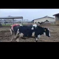 تلیسه آبستن