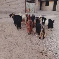 بز 25راس برای فروش|حیوانات مزرعه|شوشتر, |دیوار