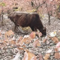 گاو های داشتی تمیز|حیوانات مزرعه|گالیکش, |دیوار