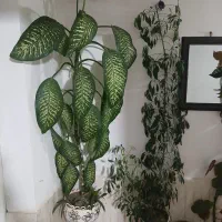 گل دیفن و شفلرا|گل و گیاه طبیعی|حسین آباد, |دیوار