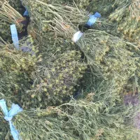 اسفندتازه