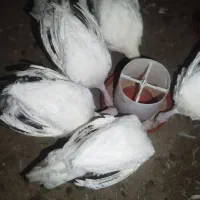 بوقلمون گوشتی|حیوانات مزرعه|تربت‌حیدریه, قاسم آباد|دیوار