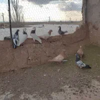 کبوتر 8عدد