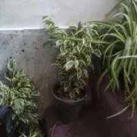 حراج گل|گل و گیاه طبیعی|اصفهان, پوریای ولی|دیوار