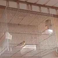سهره قناری لر بدون غلط بریاگه