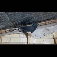 کفتر (کبوتر)|حیوانات|شیراز, ده پیاله|دیوار