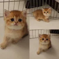 بچه گربه های بریتیش