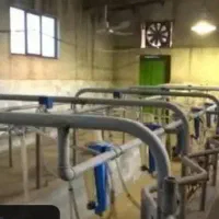 گاوداری صنعتی|فروش دفتر صنعتی، کشاورزی، تجاری|هشتگرد, شهرک راه آهن|دیوار