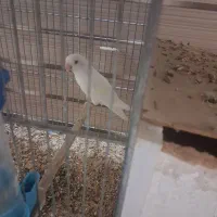 طوطی کوتوله