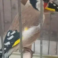 سهره باغی|پرنده|کوهدشت, |دیوار