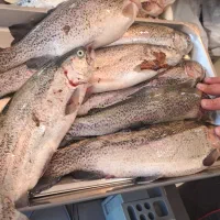 ماهی قزل آلا صید امروز