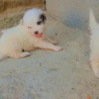 سگ پاکوتاه اشپیتز|سگ|کهنوج, |دیوار