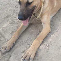 سگ سرابی 9ماهه