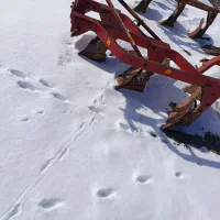 گاو آهن 14سه خیش|خودرو سنگین|کرانی, |دیوار