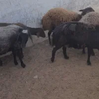 فروش میش هترو|حیوانات مزرعه|سبزوار, قصبه شرقی|دیوار