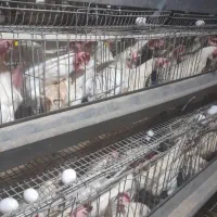 مرغ سفید تخمی تخمگذار