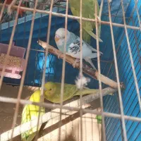 فروش عمده مرغ عشق