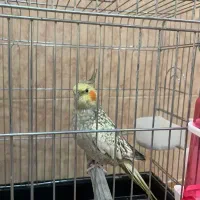 قفس