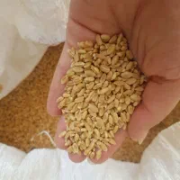 گندم توپر