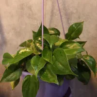 گلدان گیاه اسکاندیس سبز پتوس|گل و گیاه طبیعی|تهران, مجیدیه|دیوار