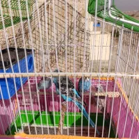 چهار عدد مرغ عشق|پرنده|هشتگرد, فاز ۳ مهستان|دیوار