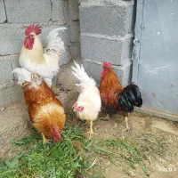 خروس