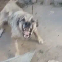 سگ اصل نژادی