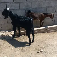 گوسفندان فروشی