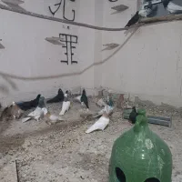 طوقی-ابادانی -کله آبی|پرنده|عجب شیر, |دیوار