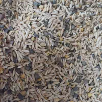 فروش بذر جو