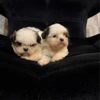 سگ شیتزو سوپر فلت ۱۳۰