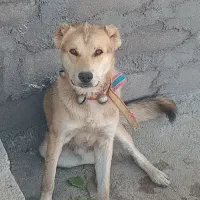 واگذاری
