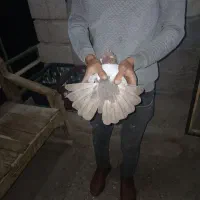 کبوتر سینه‌ای اصل|پرنده|ایواوغلی, |دیوار