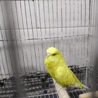 مرغ عشق انگلیسی|پرنده|بندر ماهشهر, |دیوار