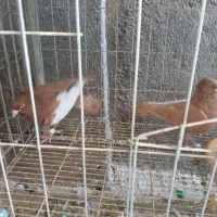 کله سفید کربلایی یکتی|پرنده|اهواز, کمپلو شمالی|دیوار