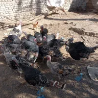 مجسمه تعداد ۷۰عدد بقلمون محلی