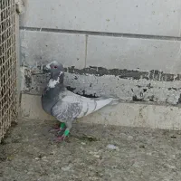 پلاکی بزک|پرنده|شیراز, گویم|دیوار