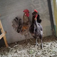 مرغ وخروس جوان لری