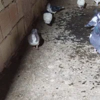 شیر سبز،شیر مگسی،تاقدوم ایدی|پرنده|فیروزه, |دیوار