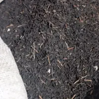 چای خشک مناسب خاک برگ،کمپوست و کود