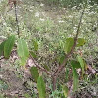 خدمات پیوند درخت انبه فقط در سطح میناب