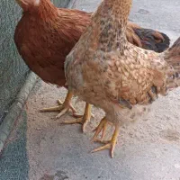 نیمچه مرغ تخمگذار